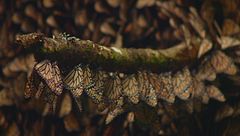 Ep. 3 - Foreste selvagge