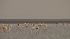 Ep. 3 - Asia del sud