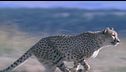 Ep. 1 - Gli animali più veloci della terra