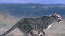 Ep. 1 - Gli animali più veloci della terra