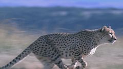 Ep. 1 - Gli animali più veloci della terra