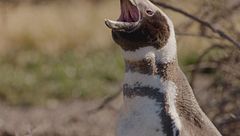 Ep. 2 - Gli architetti della natura