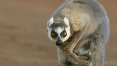 Ep. 3 - Gli animali più spettacolari