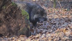 Ep. 1 - I canidi campioni dell'adattamento