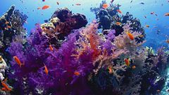 Ep. 4 - Le stagioni del Mar Rosso