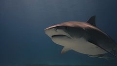 Ep. 5 - Senza gabbia