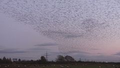 Diciassettesima puntata