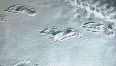 Ep. 7 - Bigfoot e Yeti