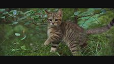 Trailer - Vita da gatto