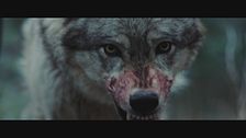 Trailer - Nella terra dei lupi