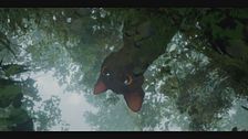 Trailer - Flow - Un mondo da salvare