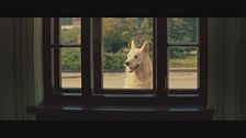 Trailer - Lampo il cane viaggiatore