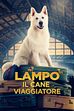 Trailer - Lampo il cane viaggiatore