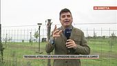 Trevignano, attesa per la nuova apparizione: Gisella arriverà al campo?