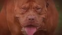 Pitbull e molossoidi, nuove aggressioni e richieste di nuove regole