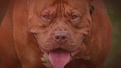 Pitbull e molossoidi, nuove aggressioni e richieste di nuove regole