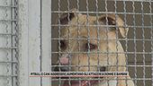 Pitbull e cani aggressivi, aumentano gli attacchi a donne e bambini
