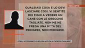 Pitbull uccide bimbo di 5 mesi, era nato da un "incrocio casalingo"