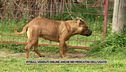 Pitbull venduti online anche nei mercatini dell'usato