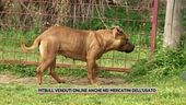 Pitbull venduti online anche nei mercatini dell'usato