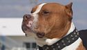 Pitbull, nuove aggressioni, servono più regole?
