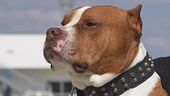 Pitbull, nuove aggressioni, servono più regole?