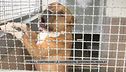 Pitbull, dopo le ultime aggressioni cresce la richiesta di nuove regole