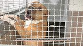 Pitbull, dopo le ultime aggressioni cresce la richiesta di nuove regole