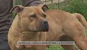 Cani pericolosi, le regole da seguire per tenerli e le nuove proposte
