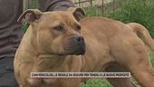 Cani pericolosi, le regole da seguire per tenerli e le nuove proposte