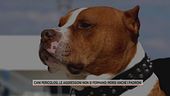 Cani pericolosi, le aggressioni non si fermano: morsi anche i padroni
