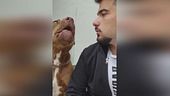 Cani aggressivi, la nuova moda social
