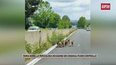 Roma nord, la pericolosa invasione dei cinghiali fuori controllo
