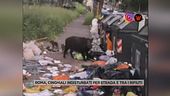 Emergenza cinghiali, i residenti di Roma Nord: "Impauriti e spaventati"