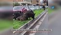 Roma invasa da cinghiali e altri animali selvatici