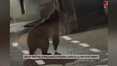 Orsi in Trentino, si riaccende la polemica dopo gli ultimi avvistamenti