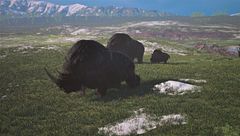 Ep. 6 - I segreti del rinoceronte lanoso