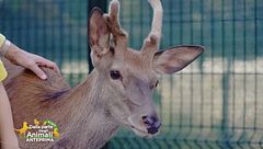 La storia del cervo Battista