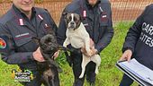 Traffico illegale di cuccioli