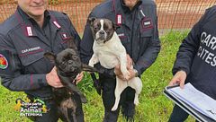 Traffico illegale di cuccioli