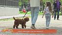 Com'è crescere con un animale?