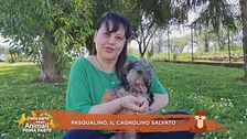 Pasqualino, il cagnolino salvato