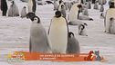 Un animale da scoprire: il pinguino