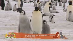 Un animale da scoprire: il pinguino