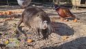 La nutria Camillo