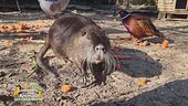 La nutria Camillo