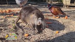 La nutria Camillo