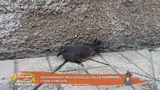 Salvataggio dell'uccello delle tempeste coda forcuta