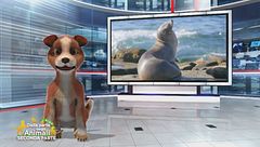 Un animale da scoprire: la foca