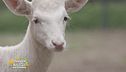 George, il nostro daino albino